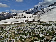 79 Sui pascoli spettacolari distese di Crocus vernus multicolori